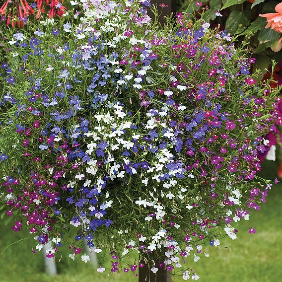 Lobelia 'Cascade Improved Mixed'