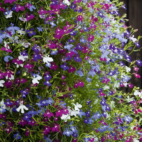 Lobelia 'Cascade Improved Mixed'