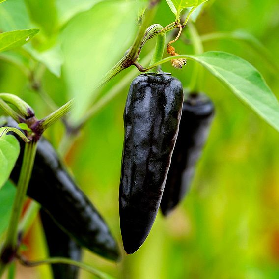 Chilli Pepper 'Hungarian Black'