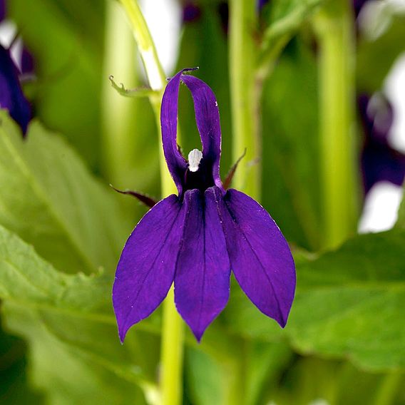 Lobelia 'Starship Blue'