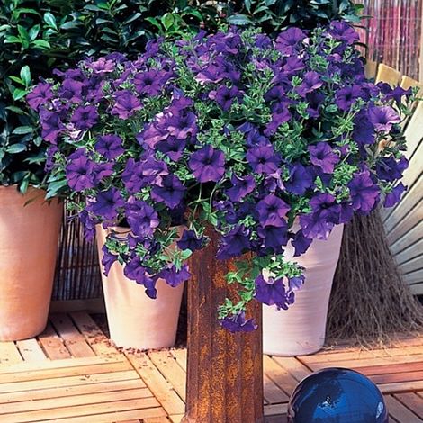 Petunia 'Trailing Surfinia Blue'