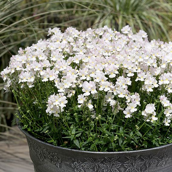 Nemesia 'Wisley Vanilla'