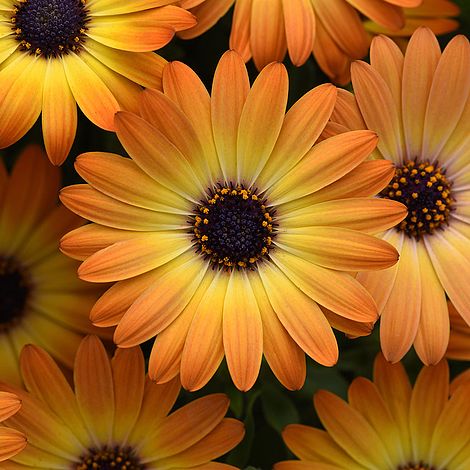 Osteospermum 'Serenity Sunshine Beauty'