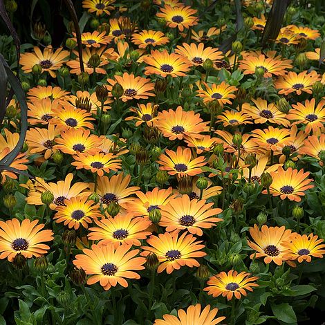 Osteospermum 'Serenity Sunshine Beauty'