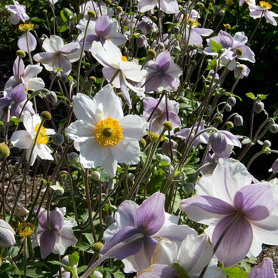 Anemone 'Ruffled Swan'