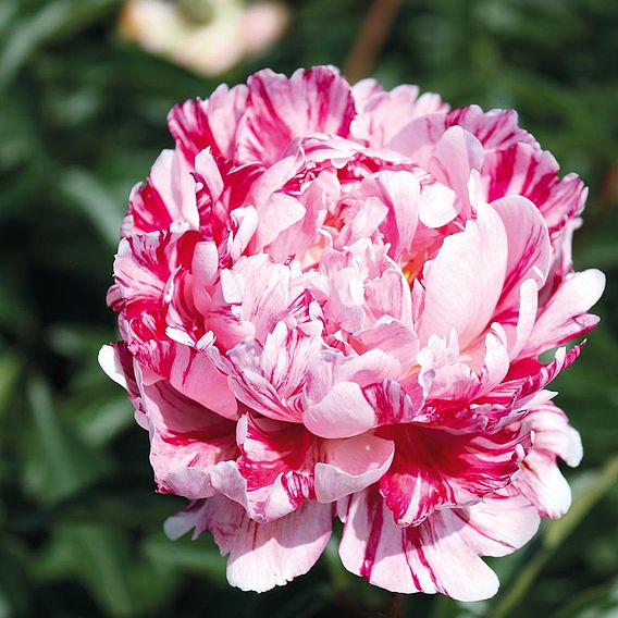 Peony 'Candy Stripe'