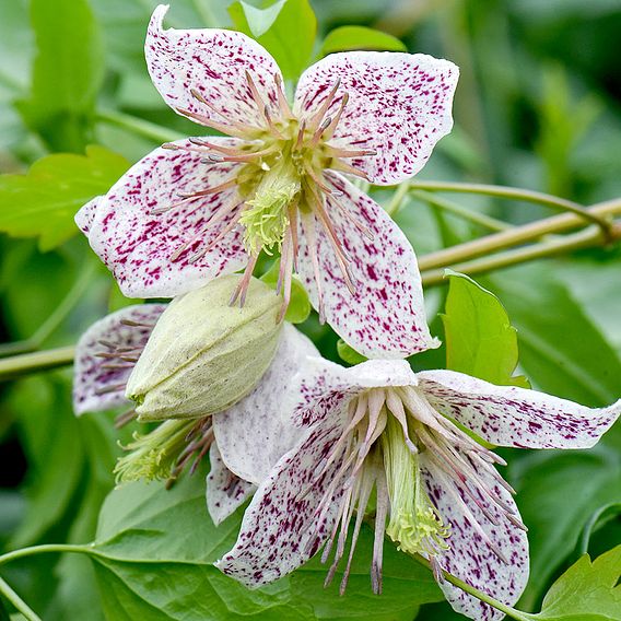 Clematis 'Advent Bells'