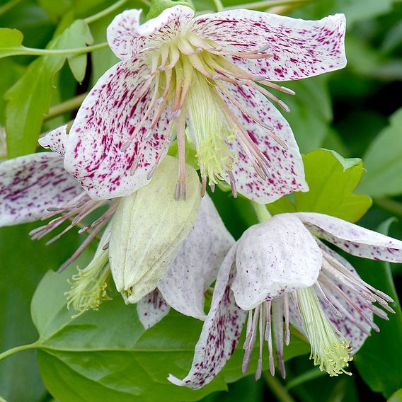 Clematis 'Advent Bells'