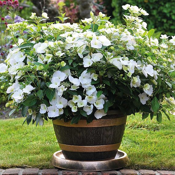 Hydrangea 'Runaway Bride'