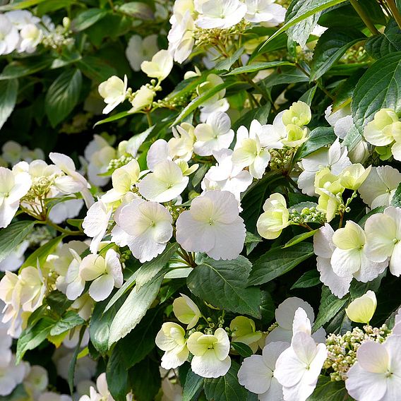 Hydrangea 'Runaway Bride'