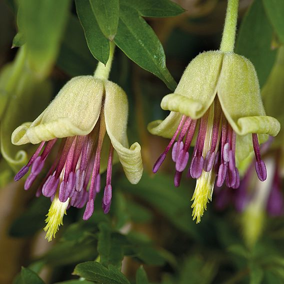 Clematis napaulensis