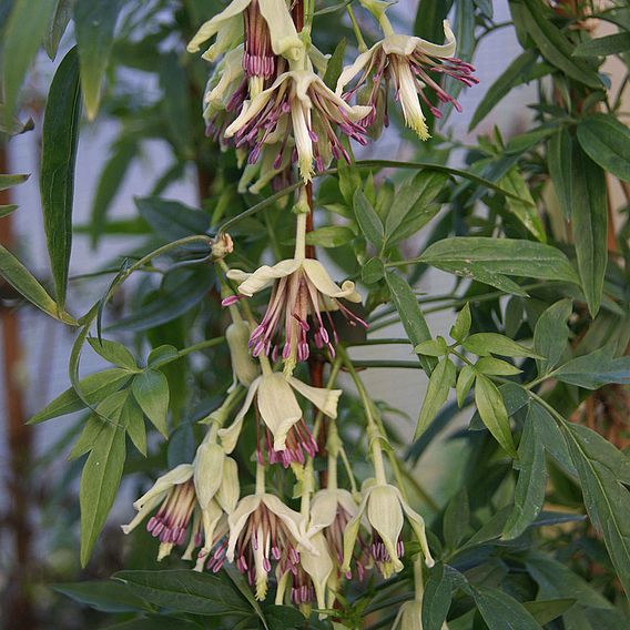 Clematis napaulensis