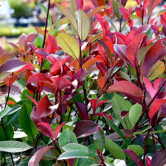 Photinia x fraseri 'Red Robin' (Hedging)