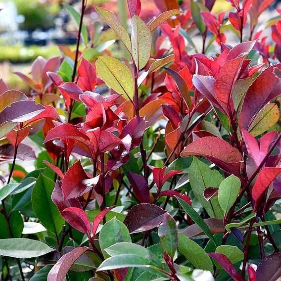 Photinia x fraseri 'Red Robin'