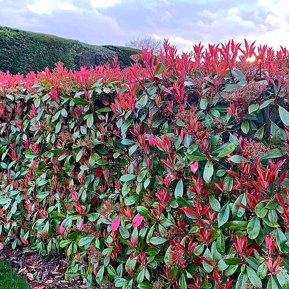 Photinia x fraseri 'Red Robin' (Hedging)