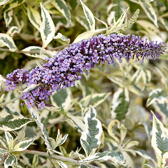 Buddleja 'Butterfly Gold'