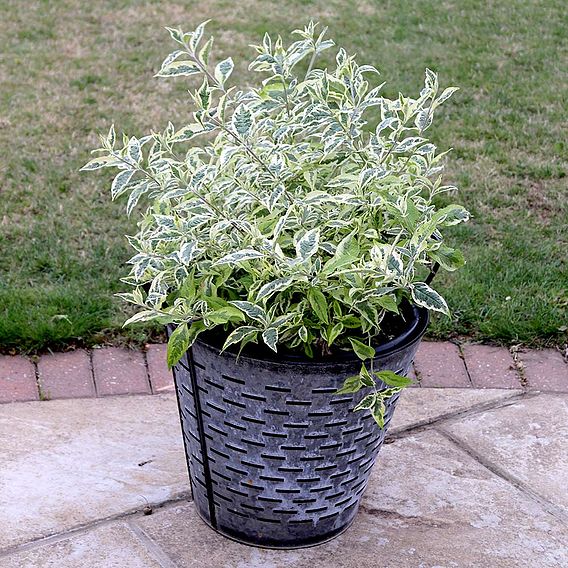 Buddleja 'Butterfly Gold'