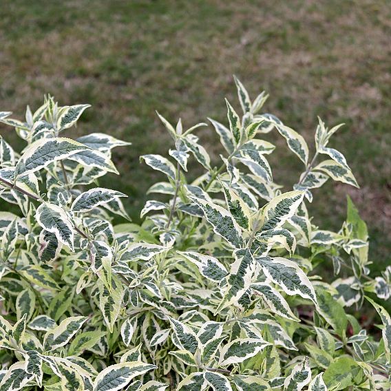 Buddleja 'Butterfly Gold' Plants