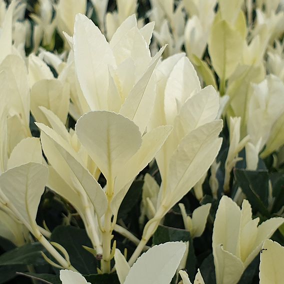Euonymus japonicus 'Himalaya'