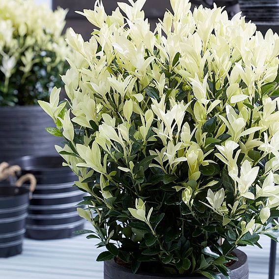 Euonymus japonicus 'Himalaya'