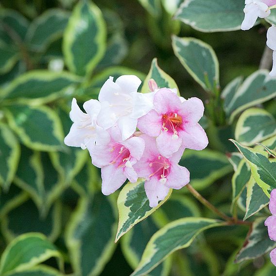 Weigela 'Florida Variegata'