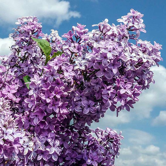 Lilac 'Saugeana'