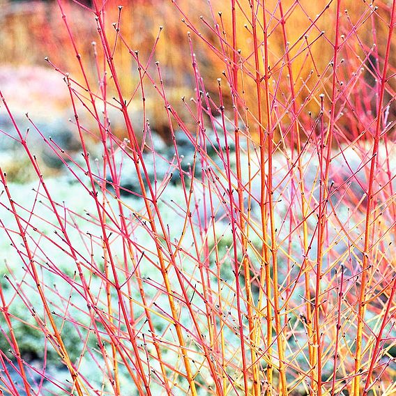 Cornus sanguinea 'Midwinter Fire'