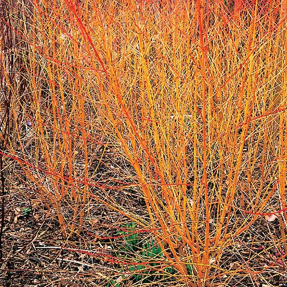 Cornus sanguinea 'Midwinter Fire'