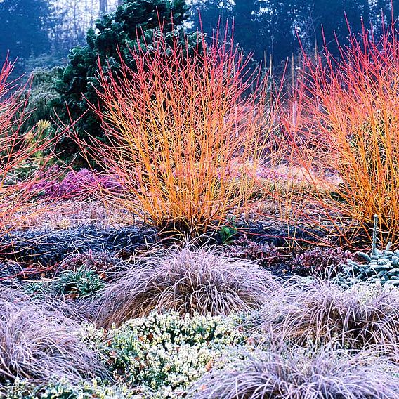 Cornus sanguinea 'Midwinter Fire'