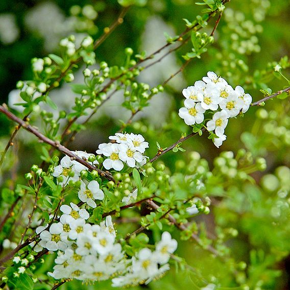 Spiraea 'Arguta'