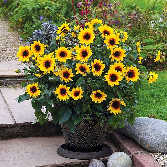 Sunflower Plant - SunBelievable™ Brown Eyed Girl