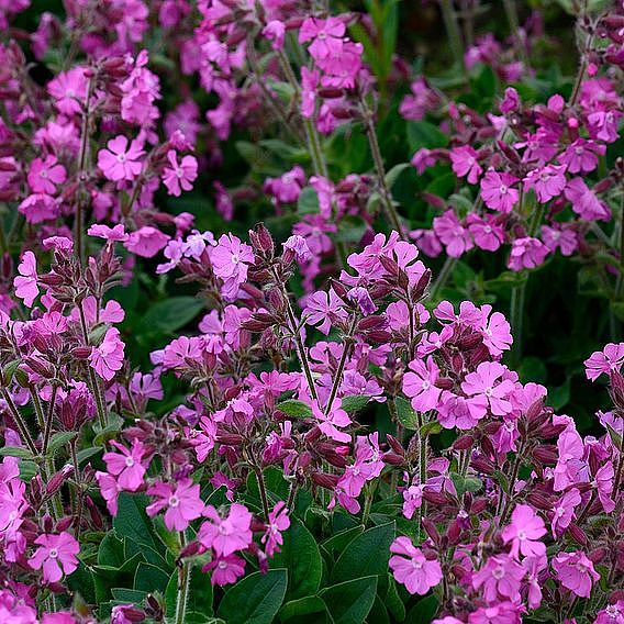 Nurserymans Choice Phlox Collection (Creeping)