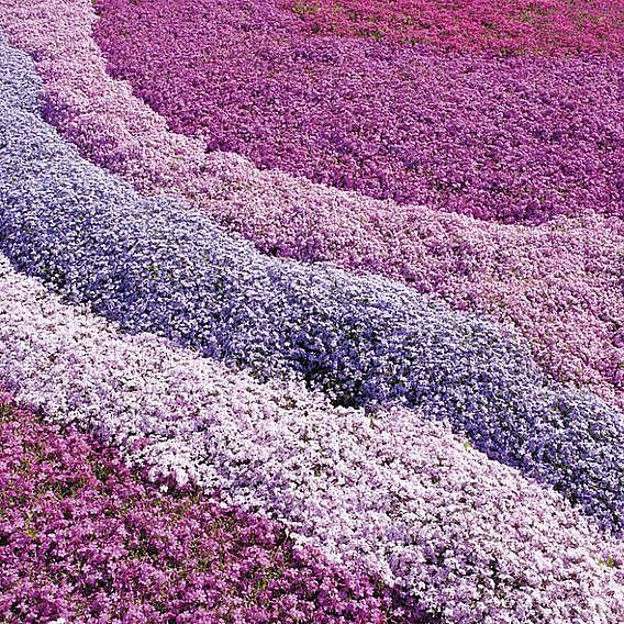 Nurserymans Choice Phlox Collection (Creeping)