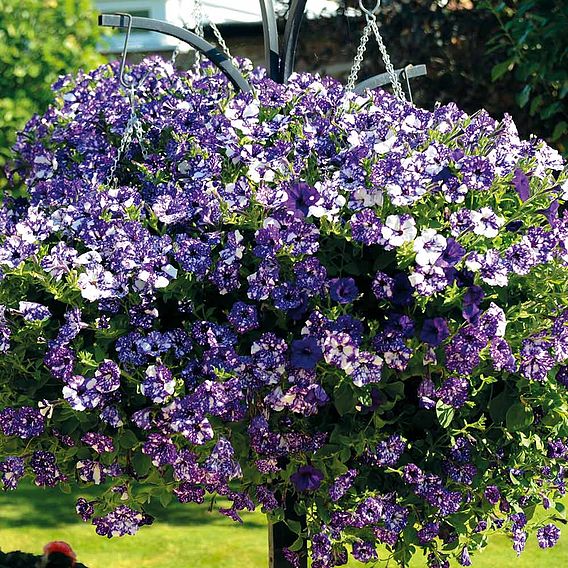 Petunia 'Night Sky'