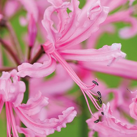 Nerine bowdenii Collection