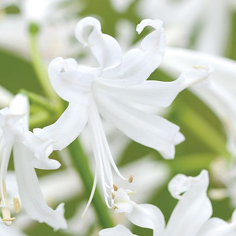 Nerine bowdenii Collection