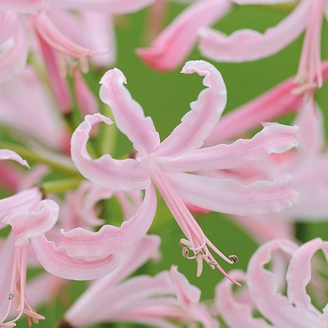 Nerine bowdenii Collection