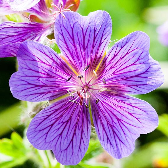 Geranium x magnificum