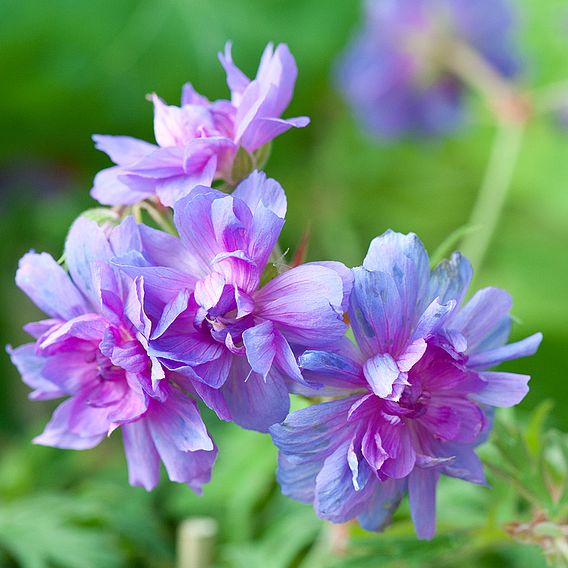 Geranium pratense 'Plenum Caeruleum'