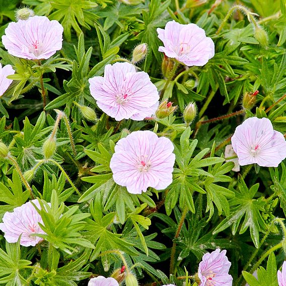 Geranium sanguineum var. striatum