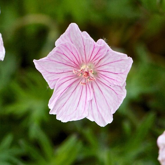 Geranium sanguineum var. striatum