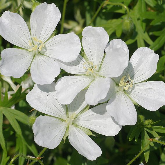 Geranium sanguineum 'Album'