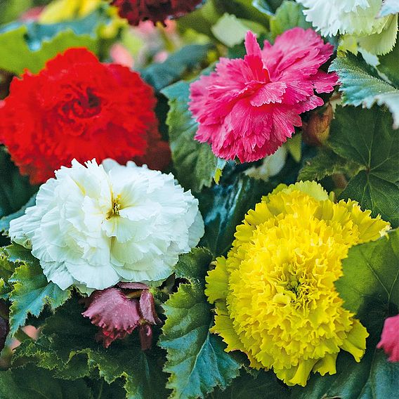 Begonia x tuberhybrida 'Fringed (Fimbriata) Mixed'