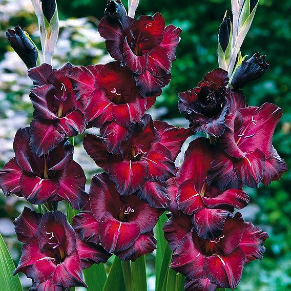 Gladiolus 'Black Surprise'