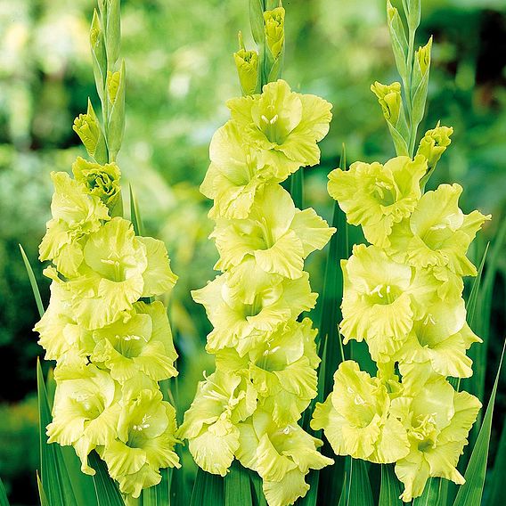 Gladiolus 'Green Star'