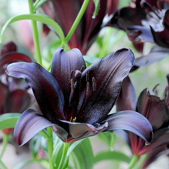 Lily 'Black Jewel'