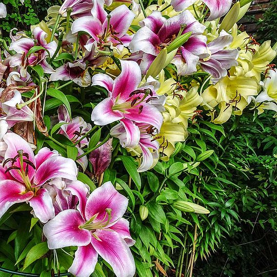Lily 'Perfume Garden' Series