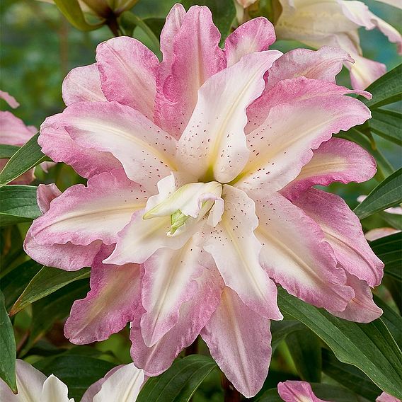 Lily Tree Monet 