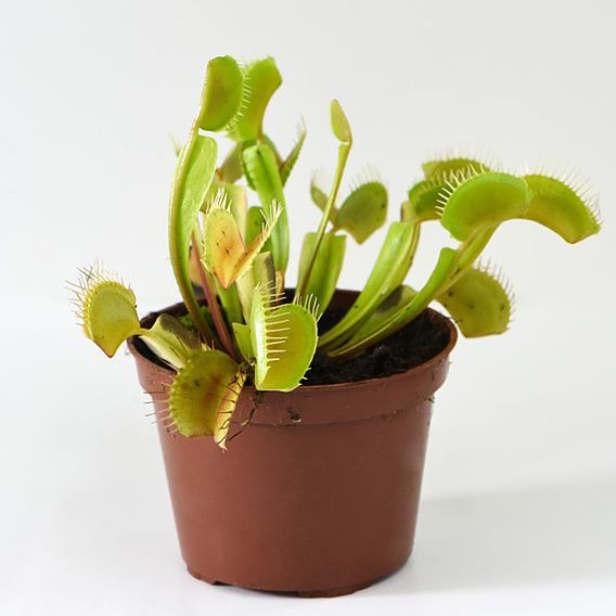 Dionaea Muscipula (Venus Fly Trap)