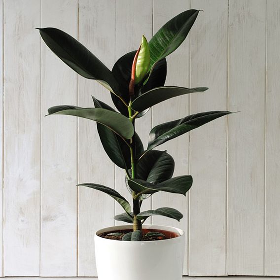 Ficus elastica 'Robusta'
